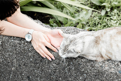 person holding silver tabby cat