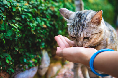 person holding brown tabby cat