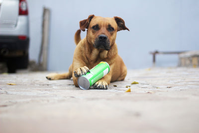 a dog laying on the ground next to a can of soda