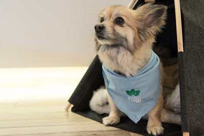 a dog wearing a shirt