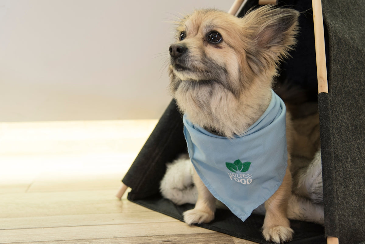 a dog wearing a shirt