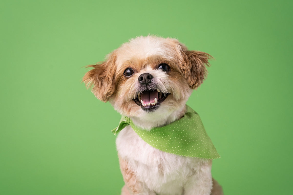 a small brown and white dog wearing a green bandana