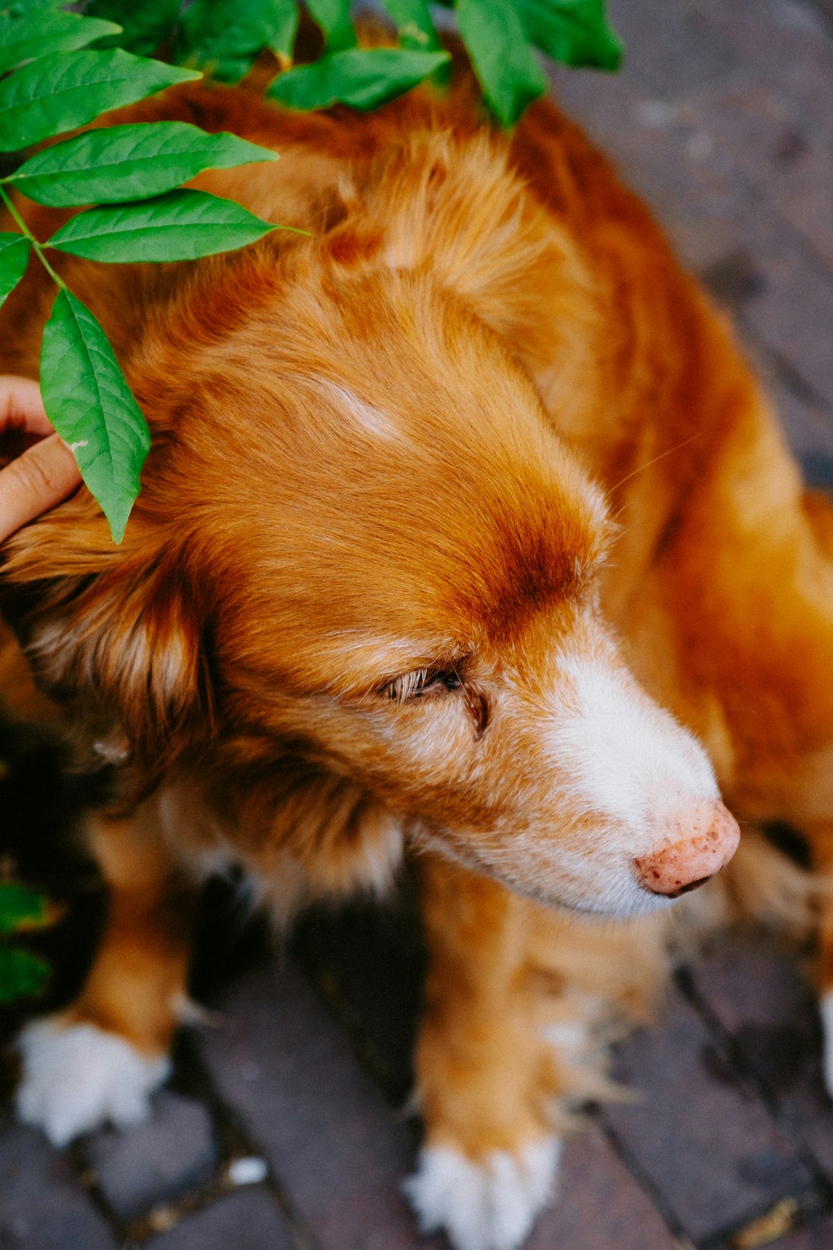 a brown and white dog standing next to a green plant