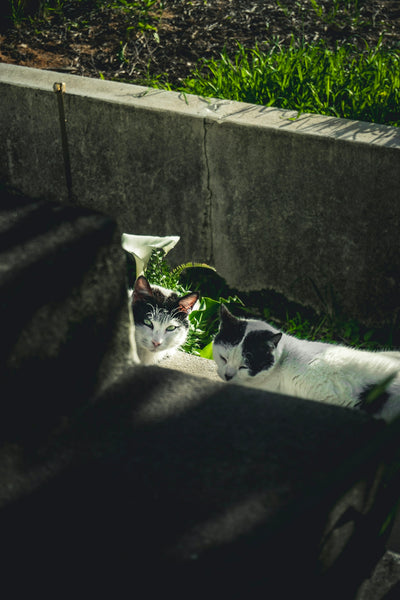 a black and white cat laying on top of a cement wall