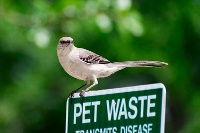 a bird perched on top of a pet waste sign