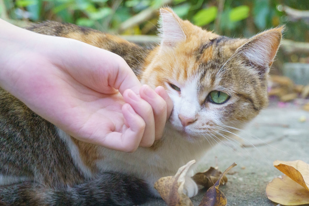 a cat is being petted by a person