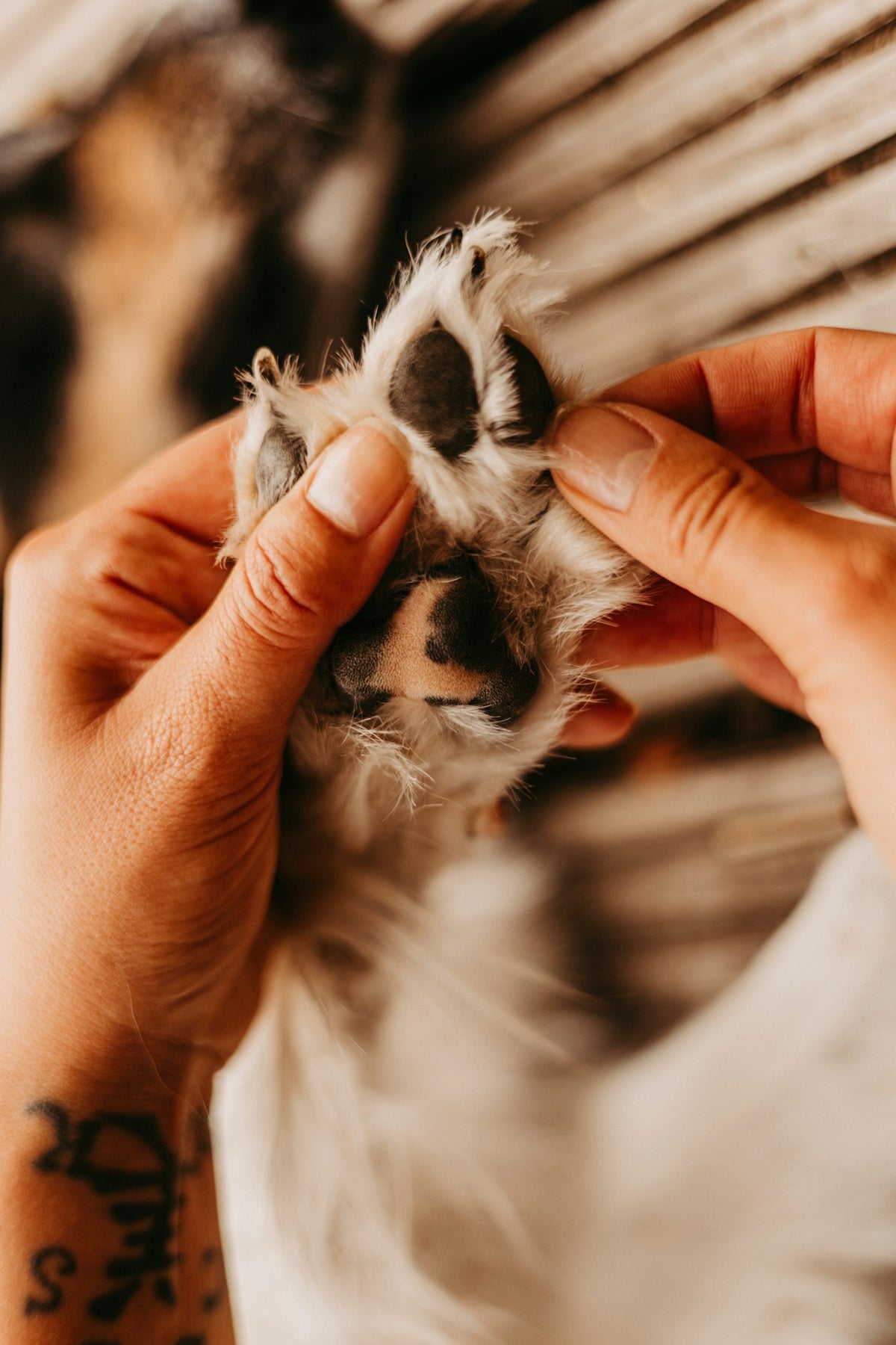 A person is petting a small dog's paw