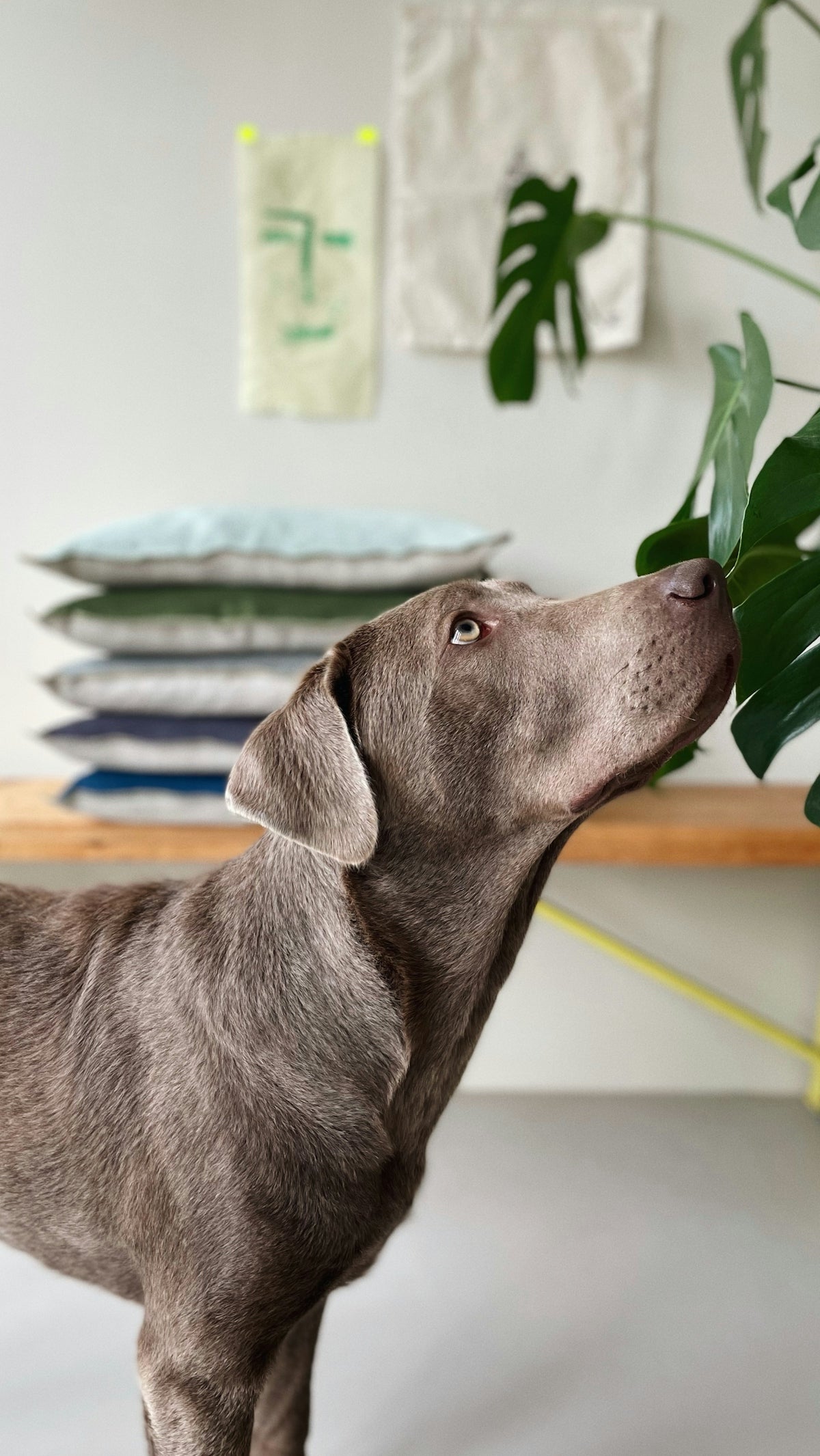 A dog sniffing a plant on a table
