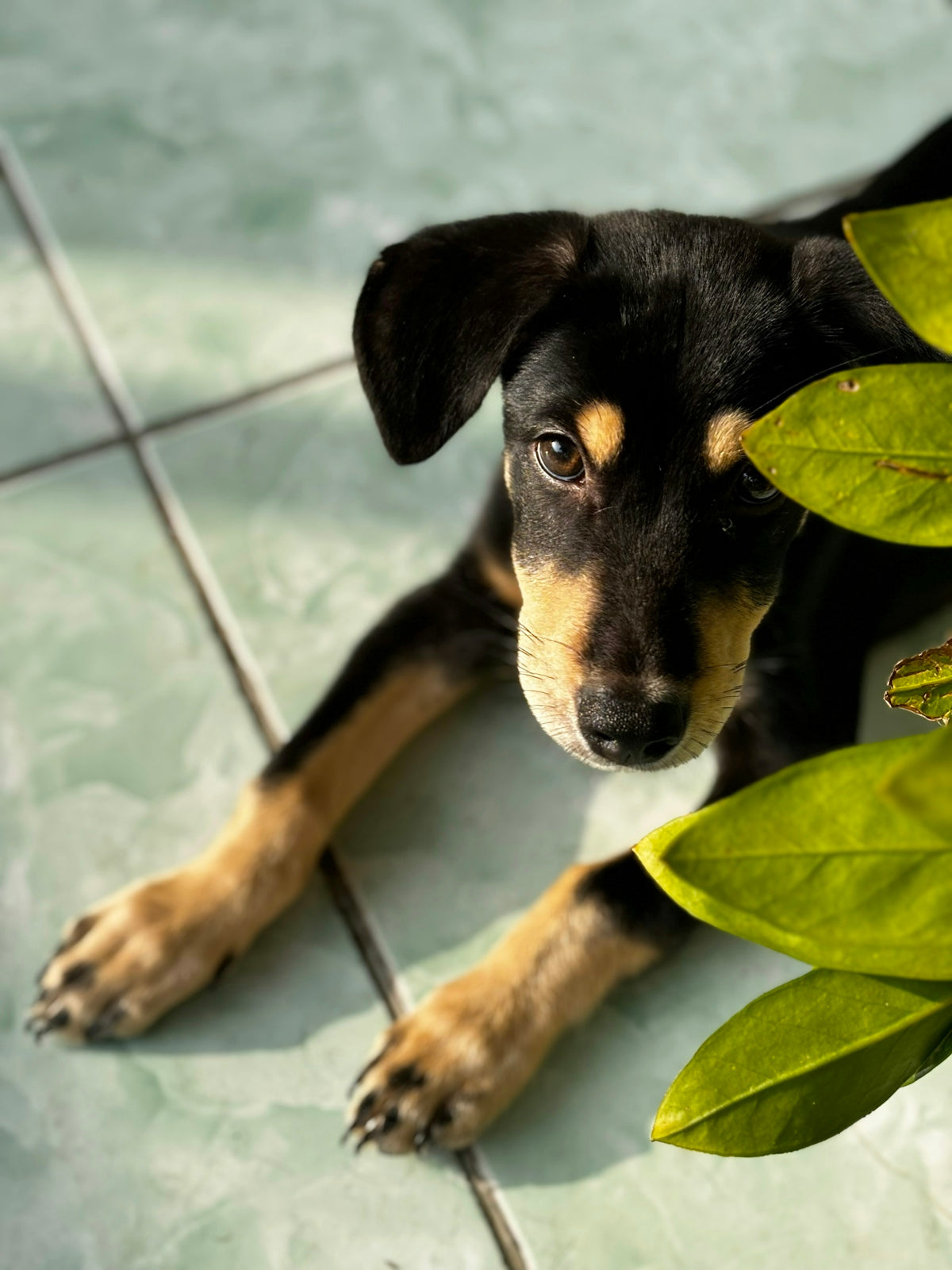 A black and tan puppy lies on a tiled floor.