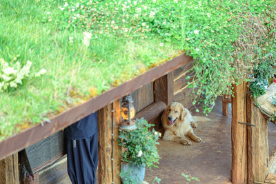 Golden retriever rests under a green roof structure.