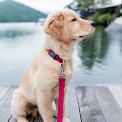 Sustainable Soy Soft Leash - Cranberry Edition (6ft)