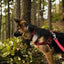 Earth Soy Adjustable Dog Collar Cranberry 1ea/3/4 In X 12-18 in