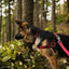 Earth Soy Adjustable Dog Collar Cranberry 1ea/1 In X 18-26 in