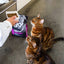 Go! Cat Skin & Coat Care Chicken With Grain 8Lb