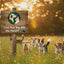 Dog Eco Starter Kit - 7 Essential Products