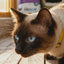 Cat Eco Starter Kit - 7 Essential Products